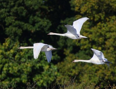 Knobbelzwanen - Mute Swans