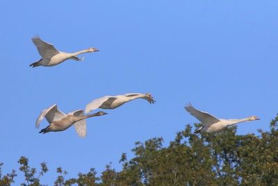 Knobbelzwanen - Mute Swans