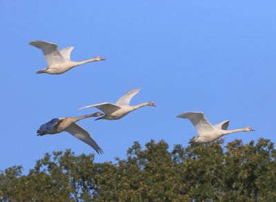 Knobbelzwanen - Mute Swans
