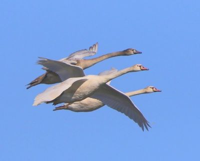 Knobbelzwanen - Mute Swans