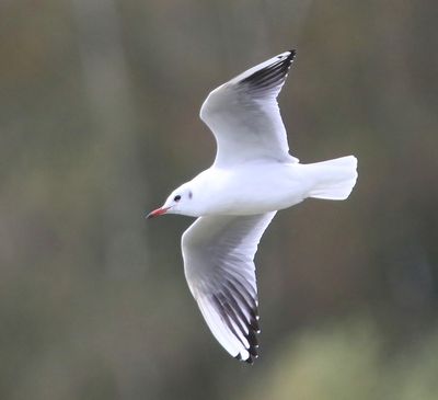 Kokmeeuw - Black-headed Gull