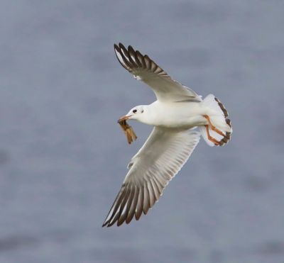 Kokmeeuw - Black-headed Gull