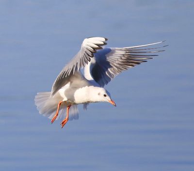 Kokmeeuw - Black-headed Gull