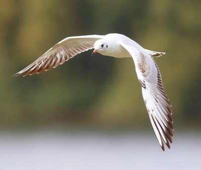 Kokmeeuw - Black-headed Gull