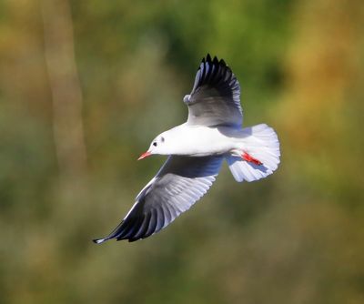 Kokmeeuw - Black-headed Gull