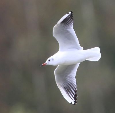 Kokmeeuw - Black-headed Gull