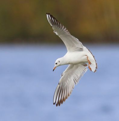 Kokmeeuw - Black-headed Gull