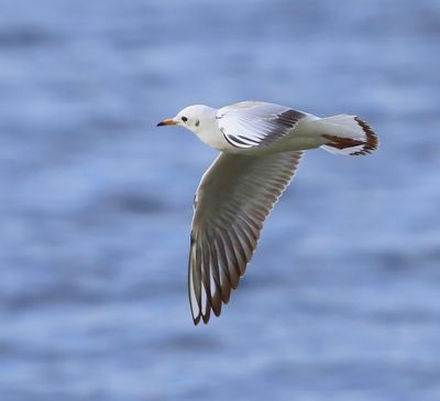 Kokmeeuw - Black-headed Gull