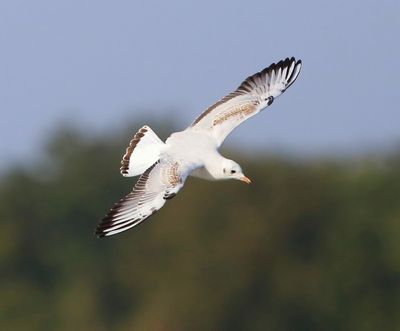 Kokmeeuw - Black-headed Gull