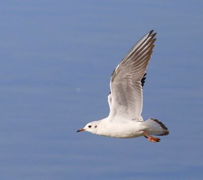 Kokmeeuw - Black-headed Gull