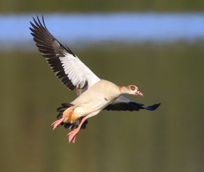 Nijlgans - Egyptian Goose