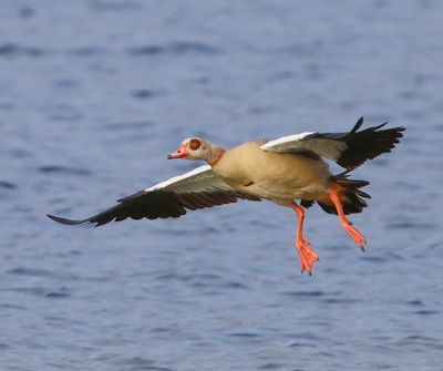 Nijlgans - Egyptian Goose