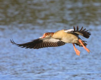 Nijlgans - Egyptian Goose