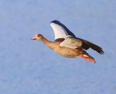 Nijlgans - Egyptian Goose