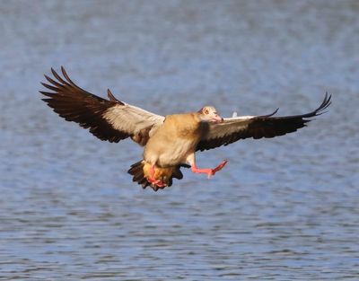Nijlgans - Egyptian Goose