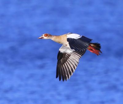 Nijlgans - Egyptian Goose