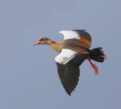 Nijlgans - Egyptian Goose