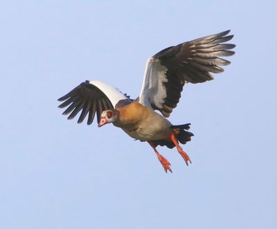 Nijlgans - Egyptian Goose