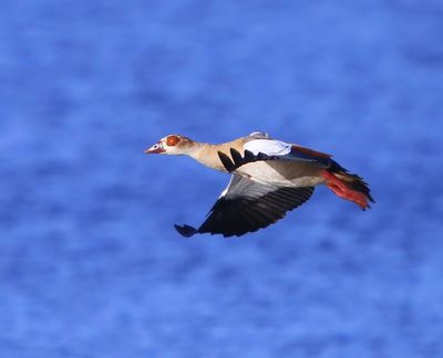 Nijlgans - Egyptian Goose