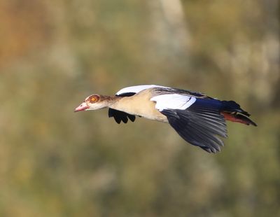 Nijlgans - Egyptian Goose