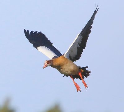 Nijlgans - Egyptian Goose