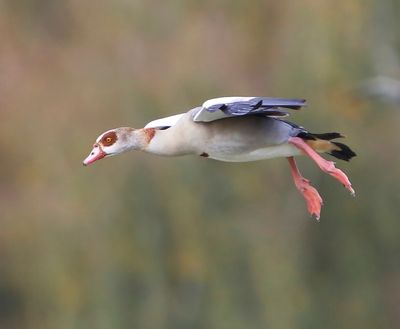 Nijlgans - Egyptian Goose