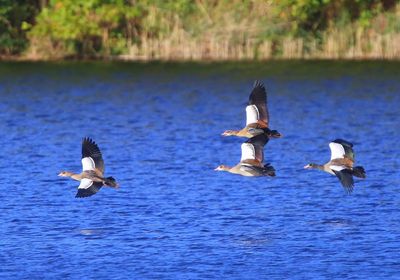 Nijlganzen - Egyptian Geese