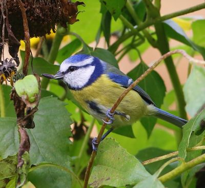 Pimpelmees - Blue Tit