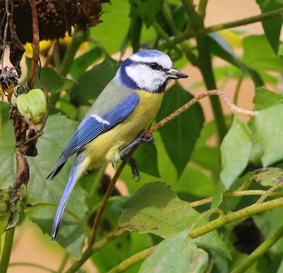 Pimpelmees - Blue Tit