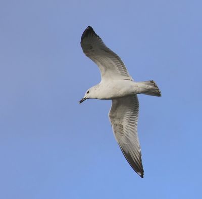 Pontische Meeuw - Caspian Gull