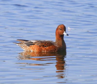 Smient - Eurasian Wigeon