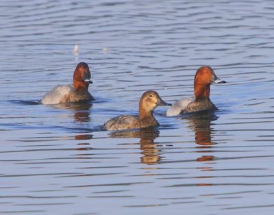 Tafeleenden - Common Pochards