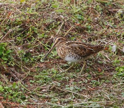 Watersnip - Common Snipe