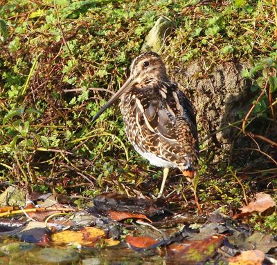 Watersnip - Common Snipe