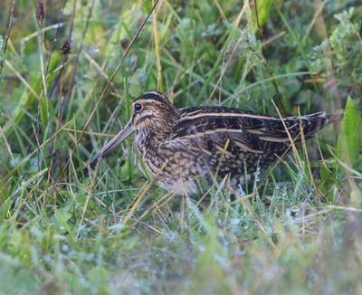 Watersnip - Common Snipe