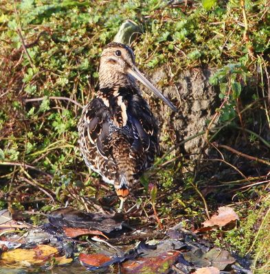 Watersnip - Common Snipe