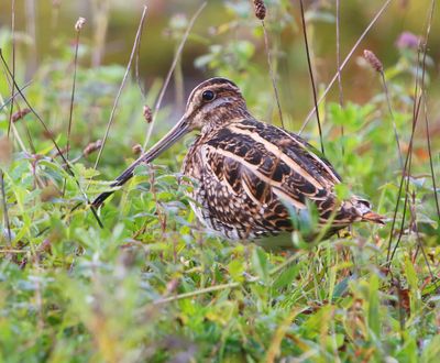 Watersnip - Common Snipe