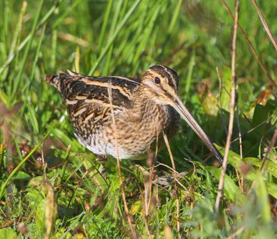 Watersnip - Common Snipe