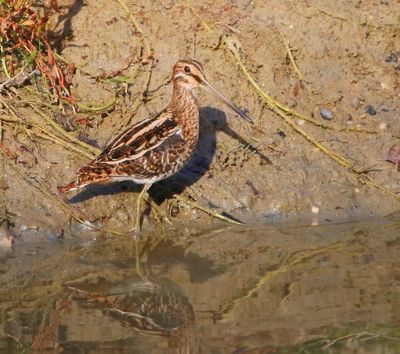 Watersnip - Common Snipe