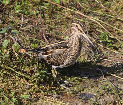 Watersnip - Common Snipe