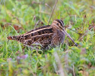 Watersnip - Common Snipe