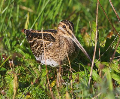 Watersnip - Common Snipe