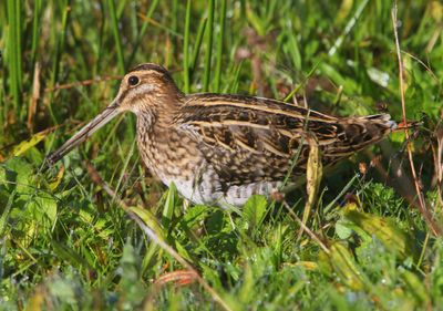 Watersnip - Common Snipe