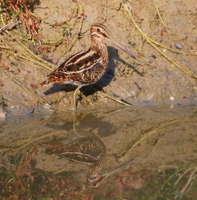 Watersnip - Common Snipe