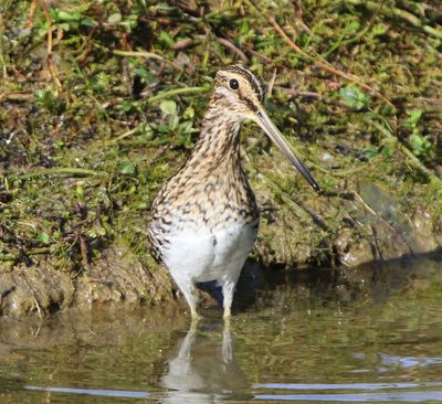 Watersnip - Common Snipe