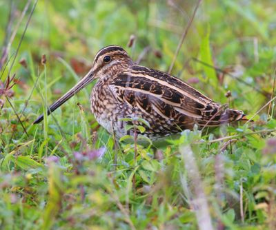 Watersnip - Common Snipe