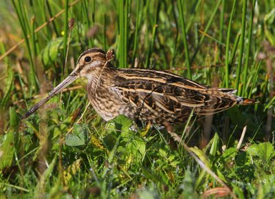 Watersnip - Common Snipe