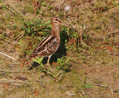 Watersnip - Common Snipe