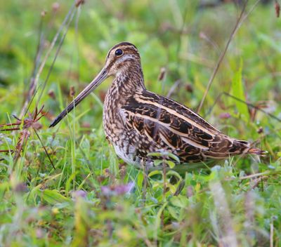 Watersnip - Common Snipe