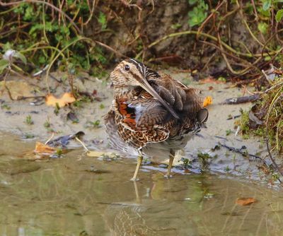 Watersnip - Common Snipe